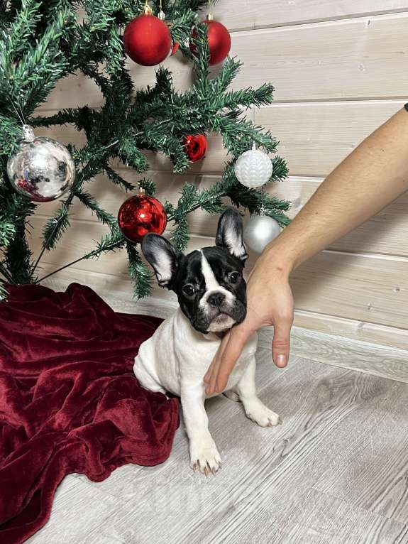 Собаки в других городах Московской области: Французский бульдог белочерная Девочка, 50 000 руб. - фото 3