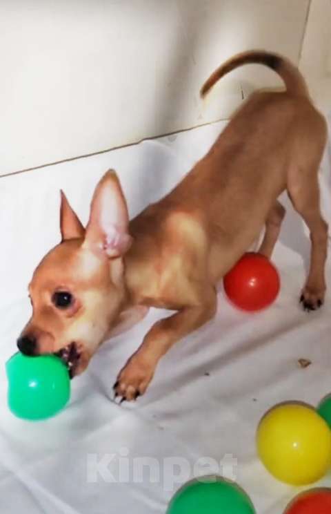 Собаки в Челябинске: Русский той гладкошерстный Мальчик, 15 000 руб. - фото 3