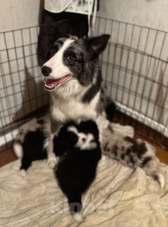 Собаки в других городах Алтайского края: Щенки Бордер Колли Мальчик, Бесплатно - фото 5