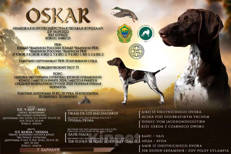 Собаки в Новосибирске: Щенок курцхаара Мальчик, 45 000 руб. - фото 2