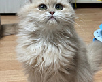 Кошки в Москве: Котята шотландские Девочка, Бесплатно - фото 8