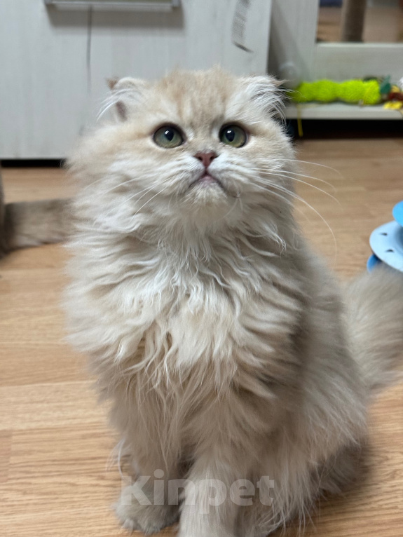 Кошки в Москве: Котята шотландские Девочка, Бесплатно - фото 8