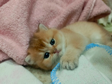 Шотландская прямоухая котёнок