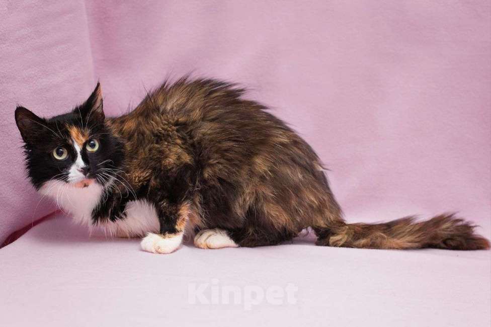 Кошки в Москве: Пушистая черепаховая кошечка ищет дом и любящую семью Девочка, Бесплатно - фото 3