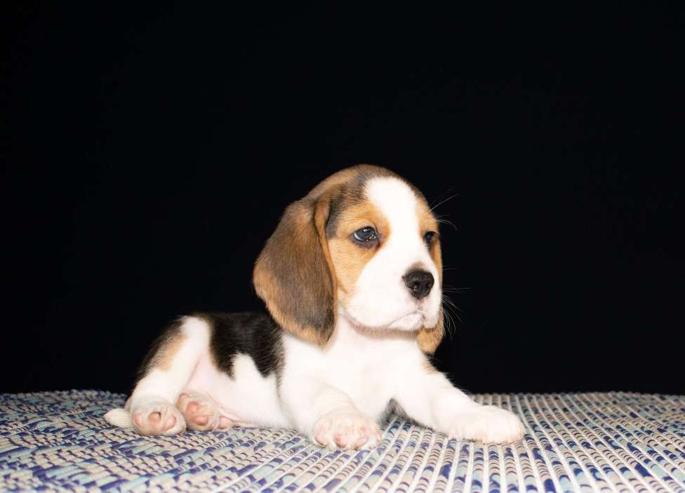 Собаки в Воронеже: Щенки бигля. Питомник Jewel Aleksandrina Мальчик, 50 000 руб. - фото 3