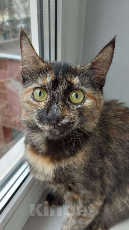 Кошки в Москве: Котенок-черепашка Таша в добрые руки Девочка, Бесплатно - фото 2