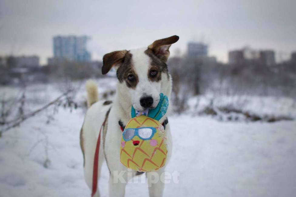 Собаки в Москве: 🐶 Чудесная девочка по имени Юна ищет любовь, заботу и семью🙏   Девочка, Бесплатно - фото 1