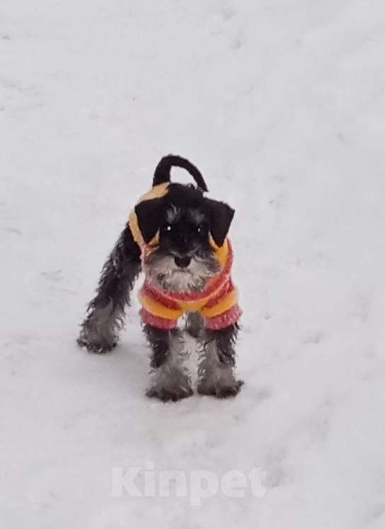 Собаки в Выборге: Щенок цвергшнауцера Девочка, Бесплатно - фото 1