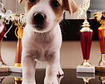 Собаки в Пензе: Щенки Джека от Чемпионов РФ Девочка, 35 000 руб. - фото 3