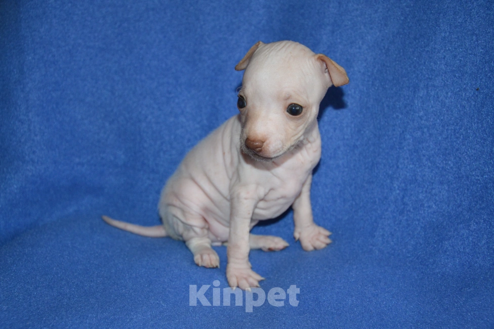 Собаки в Москве: Щенки американского голого терьера  Девочка, Бесплатно - фото 2