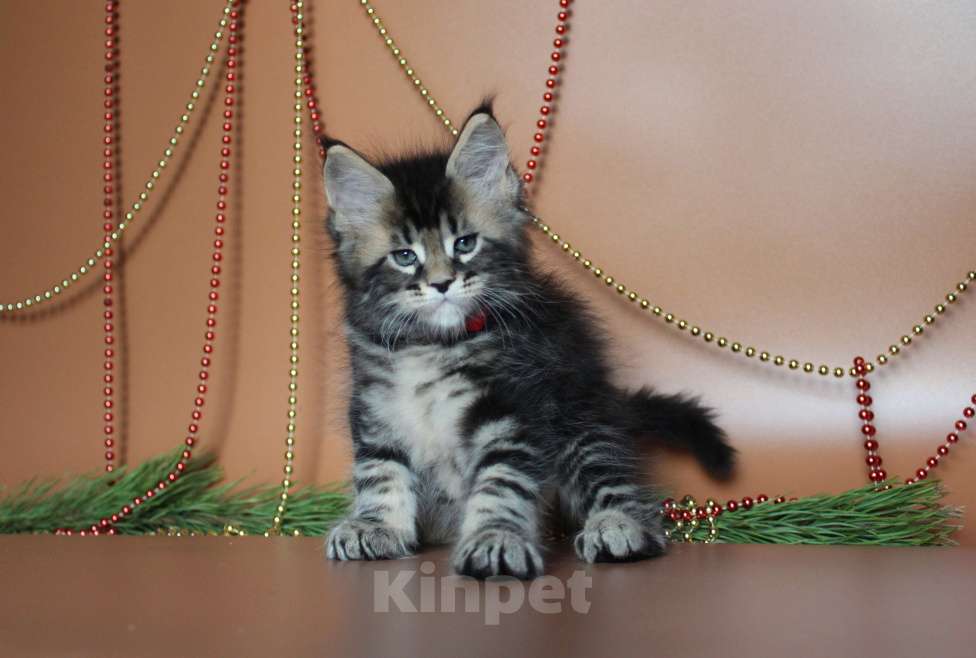 Кошки в Екатеринбурге: Котёнок мейн-кун Кабалерон Мальчик, 50 000 руб. - фото 4