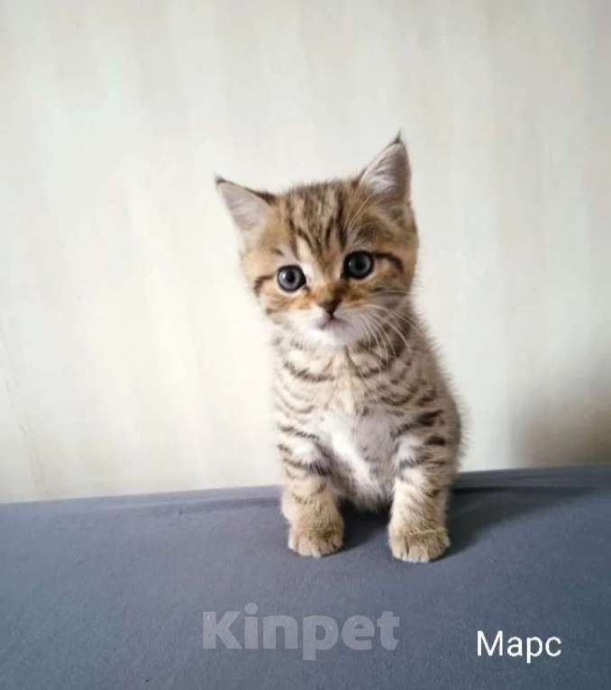 Кошки в Москве: Шотландский котёнок Мальчик, 15 000 руб. - фото 2