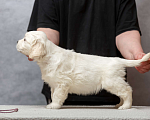 Собаки в Одинцово: Щенок золотистого ретривера Мальчик, 45 000 руб. - фото 5