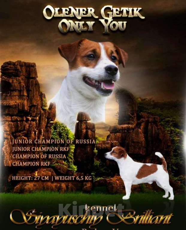 Собаки в Екатеринбурге: Джек-рассел-терьер, Иллюзия Девочка, 50 000 руб. - фото 3