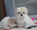 Собаки в Омске: Мальтезе щенок Левгорд Дарья Девочка, 120 000 руб. - фото 3