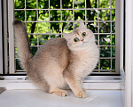 Кошки в Москве: Шиншилла голубое золото, ищет новый дом Девочка, Бесплатно - фото 1