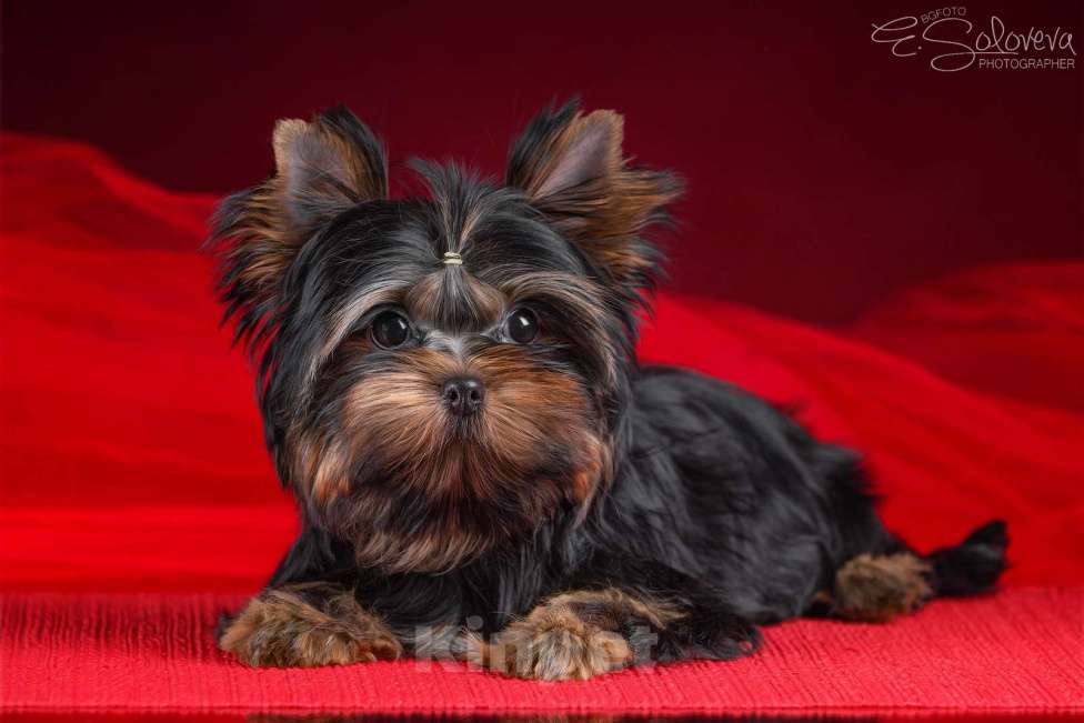 Собаки в Санкт-Петербурге: Мальчишки в продаже  Мальчик, 70 000 руб. - фото 3