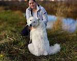 Собаки в Голицыно: 🌟 Алмаз ищет свою звезду! 🌟 Мальчик, Бесплатно - фото 2