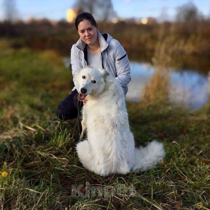 Собаки в Голицыно: 🌟 Алмаз ищет свою звезду! 🌟 Мальчик, Бесплатно - фото 2