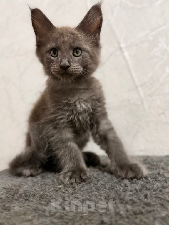 Кошки в Сальске: Котенок мейн кун 1,5 месяца Мальчик, 20 000 руб. - фото 6
