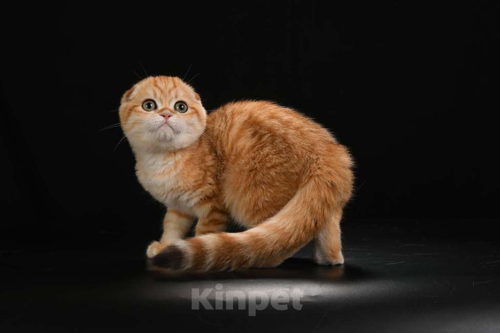 Кошки в Обнинске: Вислоухая золотая шиншилла Девочка, 35 000 руб. - фото 1