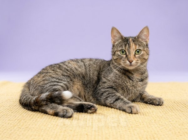 Кошки в Санкт-Петербурге: Кошечка окраса Таби с белой кисточкой Девочка, Бесплатно - фото 2