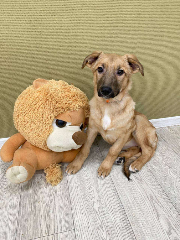 Собаки в Москве: Щенки бесплатно в Москве Девочка, Бесплатно - фото 6