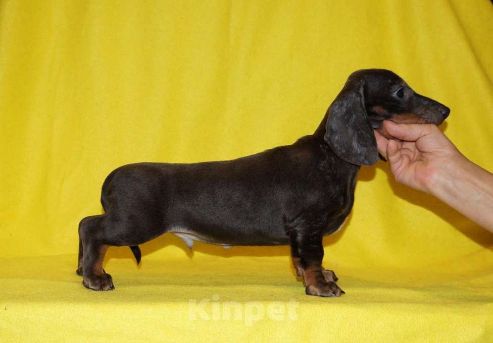 Собаки в Иваново: Такса стандартная г-ш. РКФ Мальчик, Бесплатно - фото 9