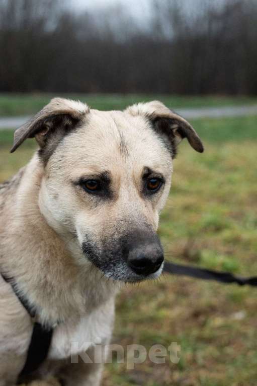 Собаки в Москве: Честер Мальчик, Бесплатно - фото 4