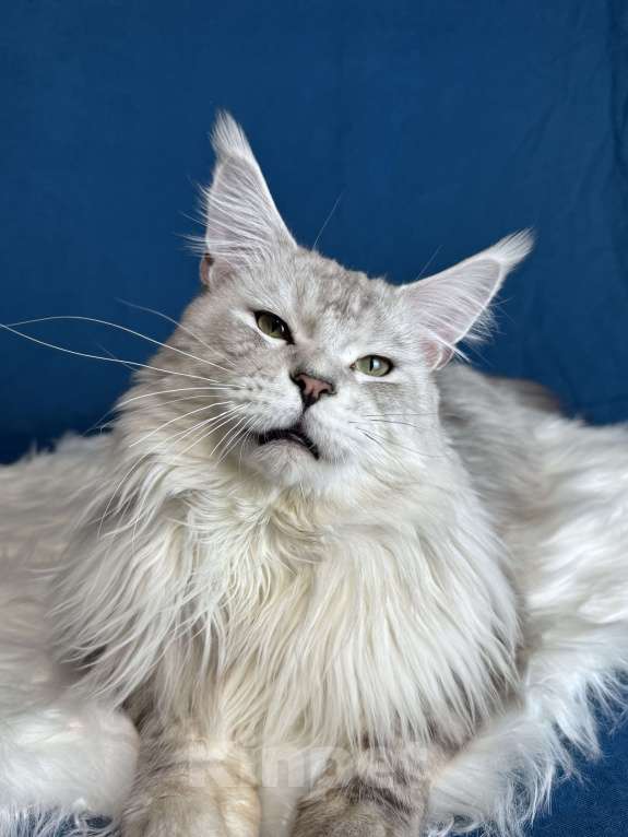 Кошки в Москве: Котенок мейн-кун, девочка Девочка, 70 000 руб. - фото 8