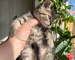 Кошки в Екатеринбурге: Котенок девочка Девочка, 1 800 руб. - фото 2