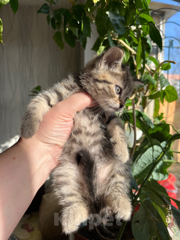 Кошки в Екатеринбурге: Котенок девочка Девочка, 1 800 руб. - фото 2