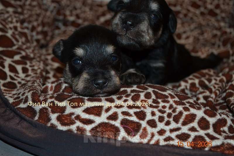 Собаки в Москве: Щенки родились 04.04.2026 – черный с серебром, крепкий тип и правильное происхождение: открыт резерв Мальчик, Бесплатно - фото 3