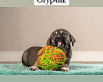 Собаки в Москве: Три очаровательных щенка от домашней собаки ищут дом Мальчик, Бесплатно - фото 10