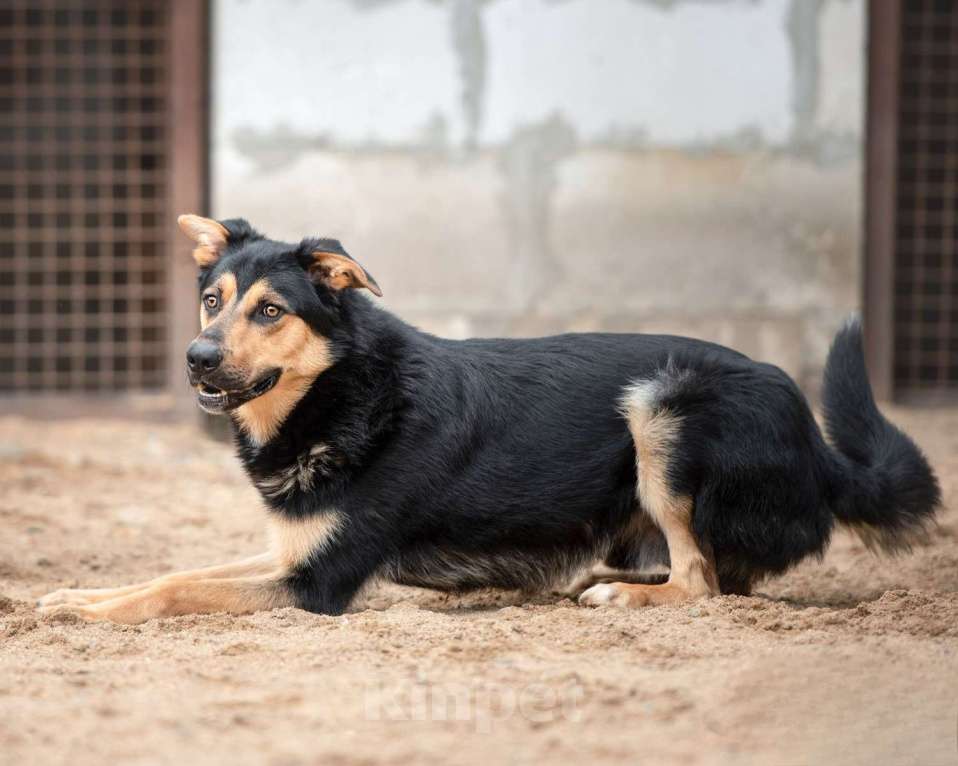 Собаки в Москве: Джек - красивый токсик Мальчик, Бесплатно - фото 4