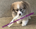 Собаки в Иркутске: Корги - флаффи Девочка, 35 000 руб. - фото 1