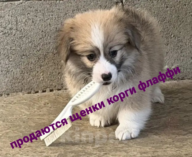 Собаки в Иркутске: Корги - флаффи Девочка, 35 000 руб. - фото 1