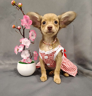 Девочка тоечка😘