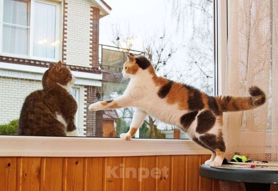 Кошки в Москве: Очаровательная Манюня наведет уют в вашем доме Девочка, Бесплатно - фото 4