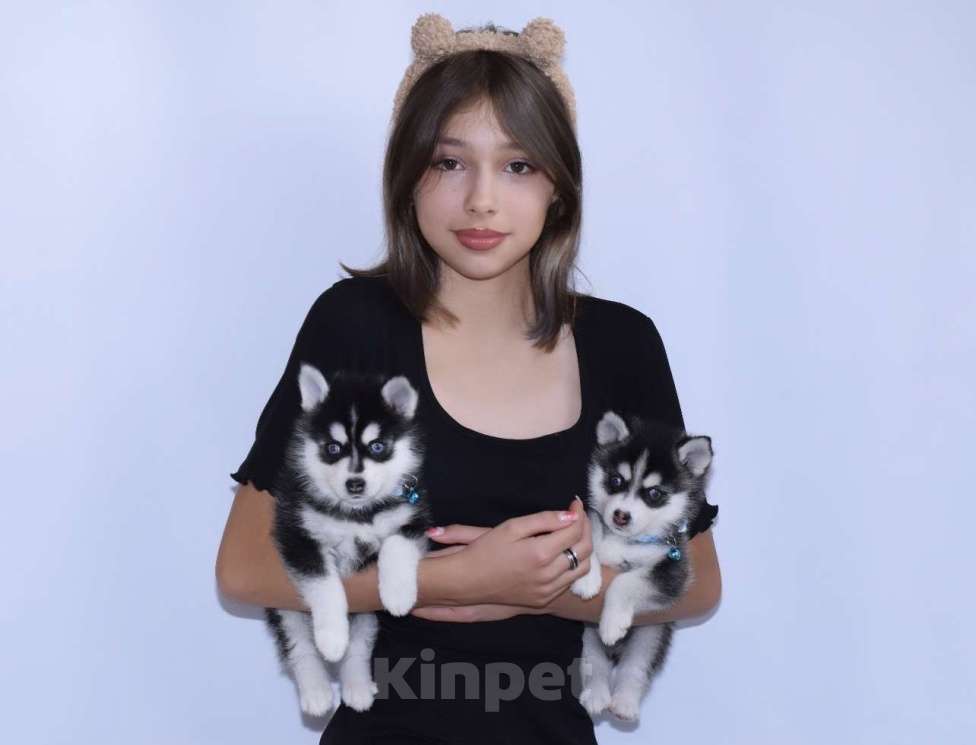 Собаки в Краснодаре: Микро мальчики Помски  Мальчик, 150 000 руб. - фото 4