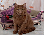 Кошки в Санкт-Петербурге: Британский котик эксклюзивного окраса циннамон Мальчик, 45 000 руб. - фото 8