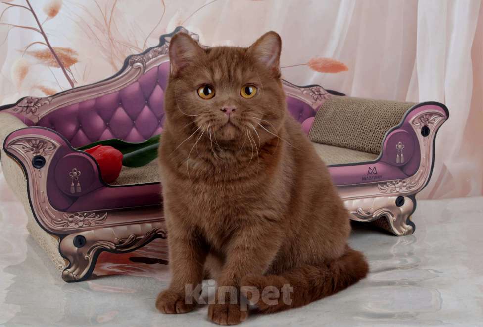Кошки в Санкт-Петербурге: Британский котик эксклюзивного окраса циннамон Мальчик, 45 000 руб. - фото 8