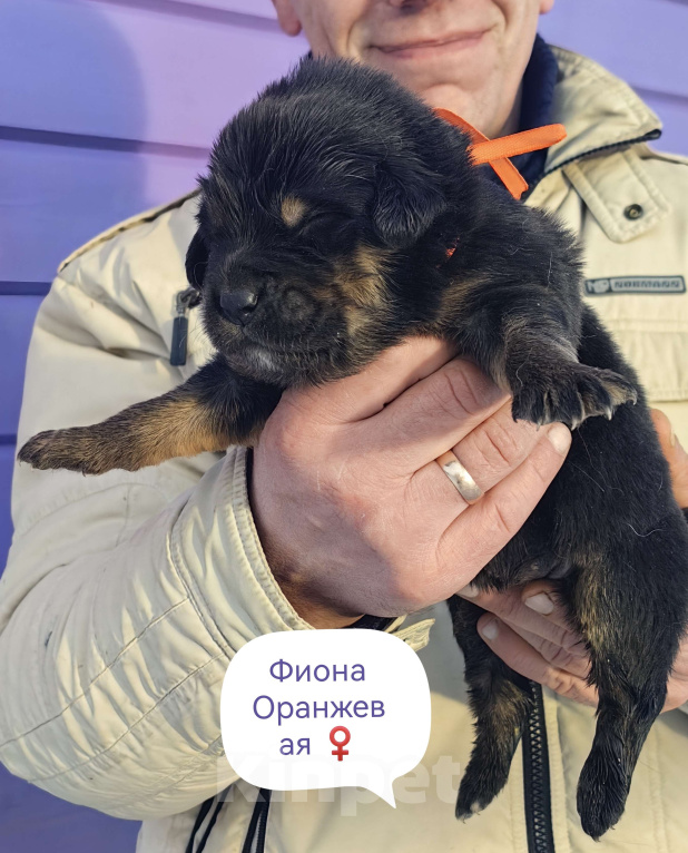 Собаки в Санкт-Петербурге: Щенки Банхара  Девочка, 95 000 руб. - фото 3