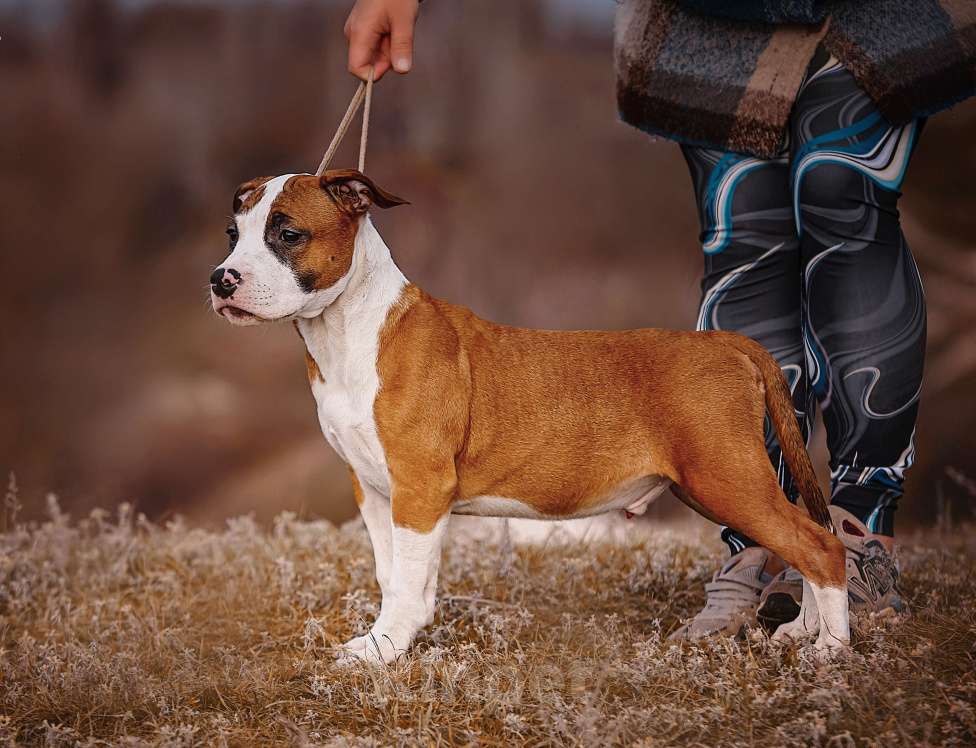 Собаки в Москве: Красивый парень амстаффа  Мальчик, 70 000 руб. - фото 5