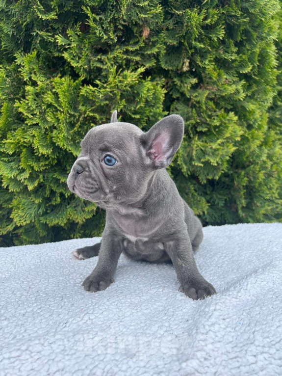 Собаки в других городах Краснодарского края: Щенки французского бульдога Девочка, 55 000 руб. - фото 2