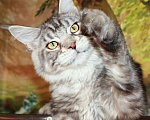 Кошки в Казани: Кот мейн кун черный серебристый  Мальчик, 15 000 руб. - фото 2