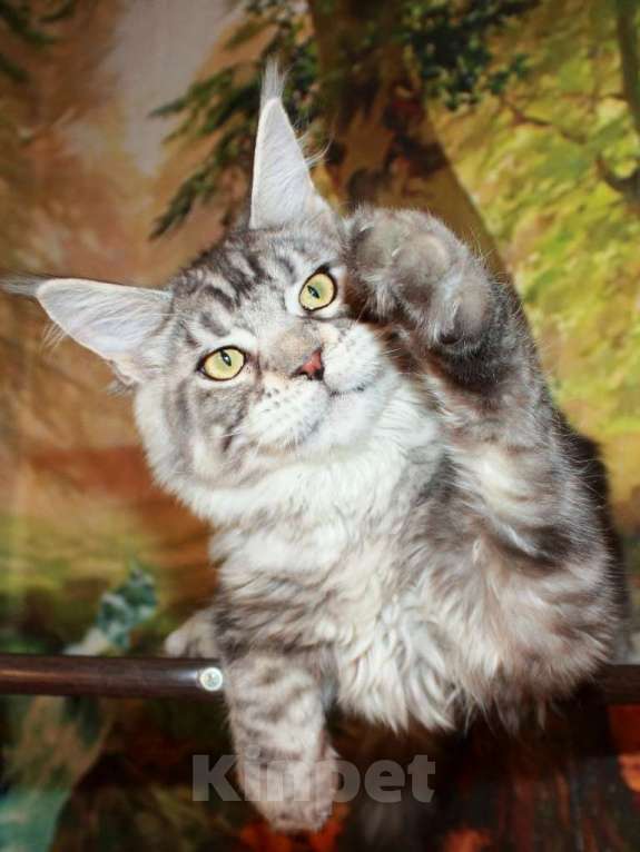 Кошки в Казани: Кот мейн кун черный серебристый  Мальчик, 15 000 руб. - фото 2