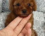Собаки в Москве: Мальчик той пудель micro Мальчик, 90 000 руб. - фото 3