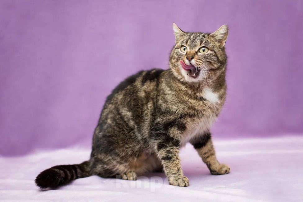 Кошки в Москве: Леопарда ищет дом Девочка, Бесплатно - фото 2