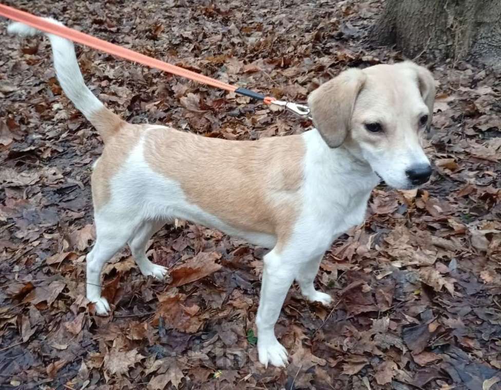 Собаки в Москве: Красивая собачка Синди Девочка, Бесплатно - фото 3